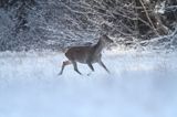 jeleń szlachetny, europejski, Cervus elaphus elaphus jeleń karpacki, bieszczadzki, łania © Agnieszka & Włodek Bilińscy, łania, łanie