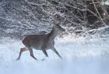 jeleń szlachetny, europejski, Cervus elaphus elaphus jeleń karpacki, bieszczadzki, łania © Agnieszka & Włodek Bilińscy, łania, łanie