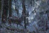  jeleń szlachetny, europejski, Cervus elaphus elaphus
jeleń karpacki, łania