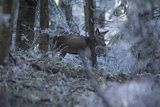 jeleń szlachetny, europejski, Cervus elaphus elaphus
jeleń karpacki, młody osobnik