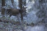  jeleń szlachetny, europejski, Cervus elaphus elaphus
jeleń karpacki, młody osobnik