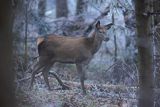 jeleń szlachetny, europejski, Cervus elaphus elaphus
jeleń karpacki, młody osobnik