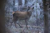 jeleń szlachetny, europejski, Cervus elaphus elaphus
jeleń karpacki, młody osobnik