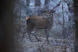 jeleń szlachetny, europejski, Cervus elaphus elaphus
jeleń karpacki, młody osobnik