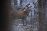  jeleń szlachetny, europejski, Cervus elaphus elaphus
jeleń karpacki, młody osobnik