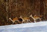 Łanie, jeleń szlachetny, europejski, Cervus elaphus elaphus
jeleń karpacki