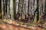 jeleń szlachetny, europejski, Cervus elaphus elaphus jeleń karpacki, bieszczadzki