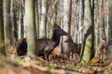 jeleń szlachetny, europejski, Cervus elaphus elaphus jeleń karpacki, bieszczadzki