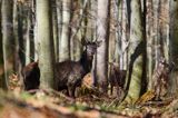 jeleń szlachetny, europejski, Cervus elaphus elaphus jeleń karpacki, bieszczadzki