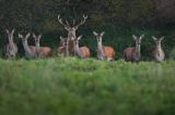 jeleń szlachetny, europejski, Cervus elaphus elaphus jeleń karpacki, rykowisko, Bieszczady, byk i łanie