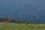 jeleń szlachetny, europejski, Cervus elaphus elaphus jeleń karpacki, rykowisko, Bieszczady, byk i łanie