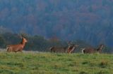 jeleń szlachetny, europejski, Cervus elaphus elaphus jeleń karpacki, rykowisko, Bieszczady, byk i łanie