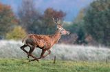 jeleń szlachetny, europejski, Cervus elaphus elaphus jeleń karpacki, rykowisko, Bieszczady, byk