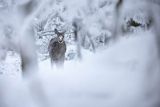  jeleń szlachetny, europejski, Cervus elaphus elaphus
jeleń karpacki, cielak