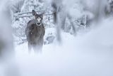  jeleń szlachetny, europejski, Cervus elaphus elaphus
jeleń karpacki, cielak