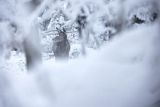  jeleń szlachetny, europejski, Cervus elaphus elaphus
jeleń karpacki, łania