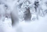  jeleń szlachetny, europejski, Cervus elaphus elaphus
jeleń karpacki, łania