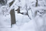  jeleń szlachetny, europejski, Cervus elaphus elaphus
jeleń karpacki, cielak