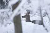  jeleń szlachetny, europejski, Cervus elaphus elaphus
jeleń karpacki, cielak