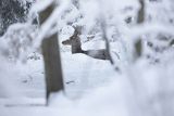  jeleń szlachetny, europejski, Cervus elaphus elaphus
jeleń karpacki, cielak