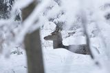  jeleń szlachetny, europejski, Cervus elaphus elaphus
jeleń karpacki, cielak