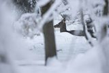  jeleń szlachetny, europejski, Cervus elaphus elaphus
jeleń karpacki