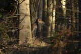 jeleń szlachetny, europejski, Cervus elaphus elaphus
jeleń karpacki, łania