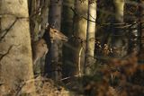  jeleń szlachetny, europejski, Cervus elaphus elaphus
jeleń karpacki, łania