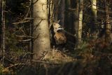  jeleń szlachetny, europejski, Cervus elaphus elaphus
jeleń karpacki, samiec
