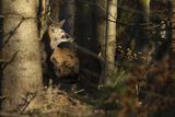  jeleń szlachetny, europejski, Cervus elaphus elaphus
jeleń karpacki, samiec