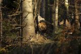  jeleń szlachetny, europejski, Cervus elaphus elaphus
jeleń karpacki, byk i łania