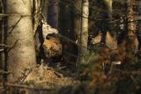  jeleń szlachetny, europejski, Cervus elaphus elaphus
jeleń karpacki, byk i łania