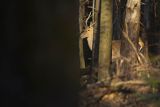  jeleń szlachetny, europejski, Cervus elaphus elaphus
jeleń karpacki, łania