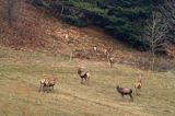 jeleń szlachetny, europejski, Cervus elaphus elaphus jeleń karpacki,Bieszczady