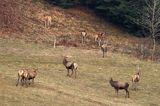 jeleń szlachetny, europejski, Cervus elaphus elaphus jeleń karpacki,Bieszczady