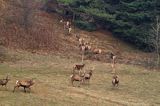 jeleń szlachetny, europejski, Cervus elaphus elaphus jeleń karpacki,Bieszczady