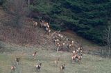 jeleń szlachetny, europejski, Cervus elaphus elaphus jeleń karpacki,Bieszczady