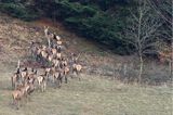 jeleń szlachetny, europejski, Cervus elaphus elaphus jeleń karpacki,Bieszczady