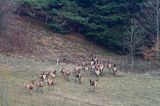 jeleń szlachetny, europejski, Cervus elaphus elaphus jeleń karpacki,Bieszczady