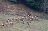 jeleń szlachetny, europejski, Cervus elaphus elaphus jeleń karpacki,Bieszczady