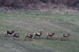 jeleń szlachetny, europejski, Cervus elaphus elaphus jeleń karpacki,Bieszczady