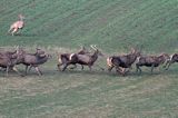 jeleń szlachetny, europejski, Cervus elaphus elaphus jeleń karpacki,Bieszczady