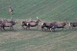 jeleń szlachetny, europejski, Cervus elaphus elaphus jeleń karpacki,Bieszczady