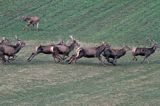 jeleń szlachetny, europejski, Cervus elaphus elaphus jeleń karpacki,Bieszczady