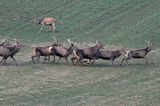 jeleń szlachetny, europejski, Cervus elaphus elaphus jeleń karpacki,Bieszczady