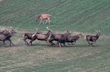 jeleń szlachetny, europejski, Cervus elaphus elaphus jeleń karpacki,Bieszczady