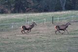 jeleń szlachetny, europejski, Cervus elaphus elaphus jeleń karpacki,Bieszczady