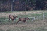 jeleń szlachetny, europejski, Cervus elaphus elaphus jeleń karpacki,Bieszczady