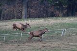 jeleń szlachetny, europejski, Cervus elaphus elaphus jeleń karpacki,Bieszczady