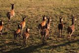  łanie, jelenie szlachetne, europejskiei, Cervus elaphus elaphus
jeleń karpacki